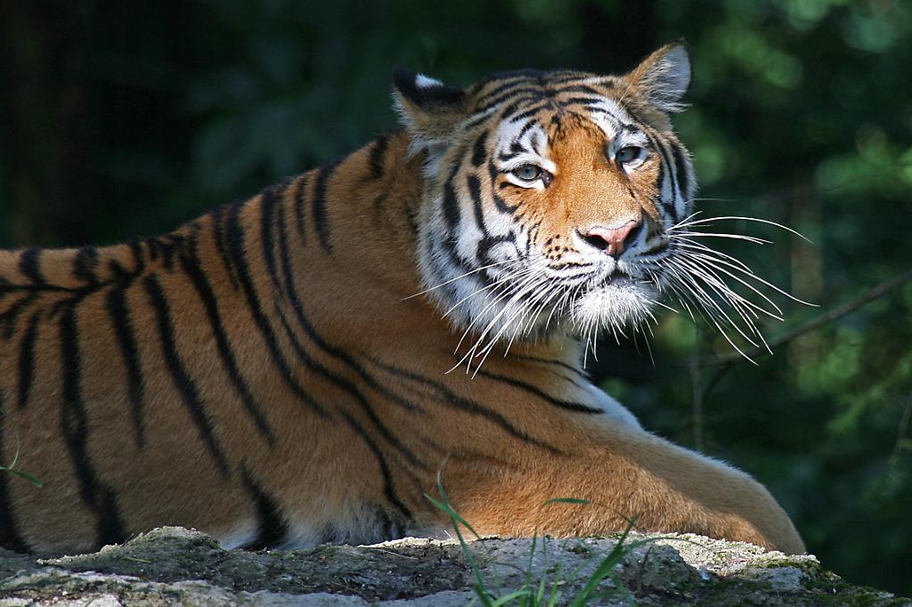 Zoo Schmiding 019.jpg